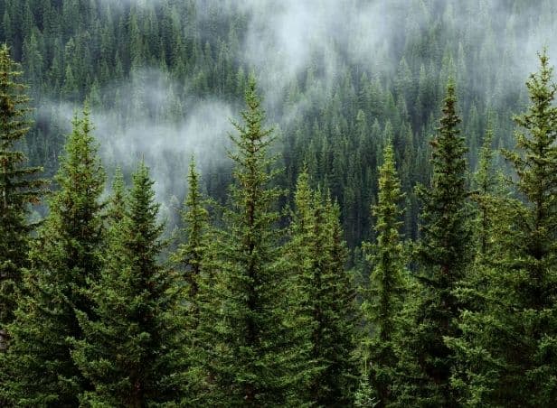 FSC for Sustainable Future